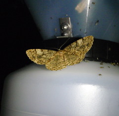 Peribatodes secundaria