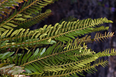 Polystichum imbricans imbricans