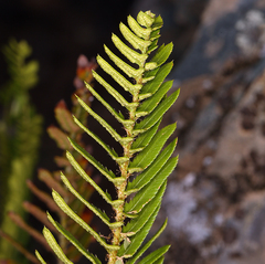 Polystichum imbricans imbricans