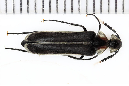 Genus Calycina · iNaturalist