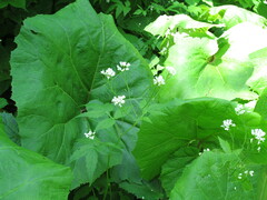 Cardamine leucantha