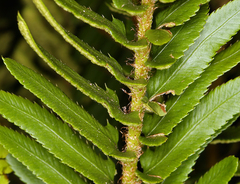 Polystichum imbricans imbricans