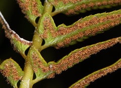 Polystichum imbricans imbricans