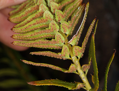 Polystichum imbricans imbricans