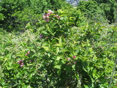 Weigela