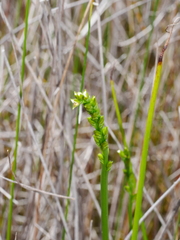 Prasophyllum hectorii