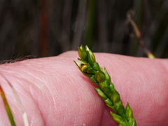 Prasophyllum hectorii