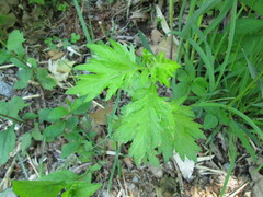 Artemisia princeps