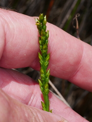 Prasophyllum hectorii