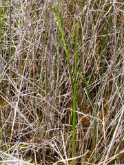 Prasophyllum hectorii