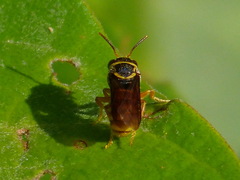 Hypanthidioides panamensis