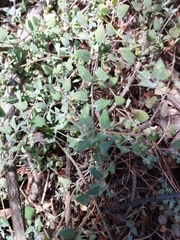 Chenopodium triandrum