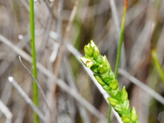 Prasophyllum hectorii