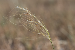 Austrostipa eremophila