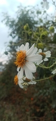 Montanoa