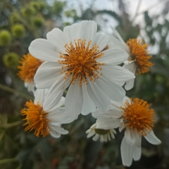 Montanoa