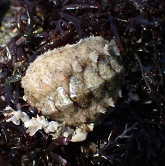Acanthochitona fascicularis