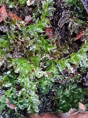 Plagiomnium cuspidatum