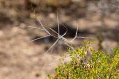 Austrostipa elegantissima