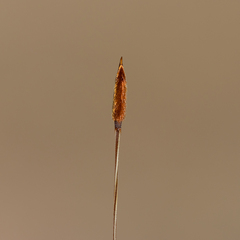 Austrostipa eremophila