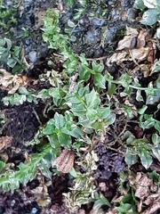 Plagiomnium cuspidatum