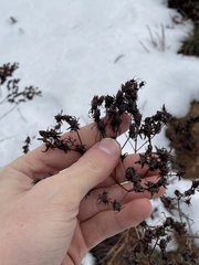 Hypericum perforatum