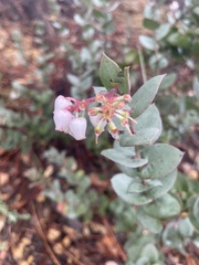 Arctostaphylos luciana