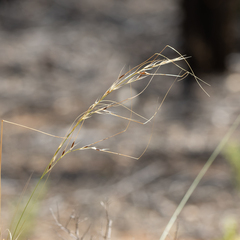 Austrostipa eremophila