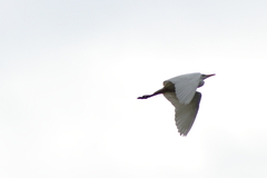 Bubulcus ibis
