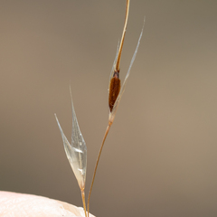 Austrostipa eremophila
