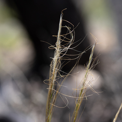 Austrostipa nitida