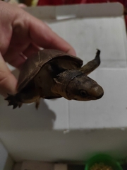 Kinosternon angustipons