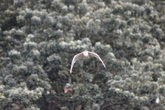 Nycticorax nycticorax