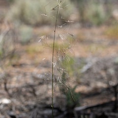 Austrostipa acrociliata