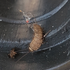 Ctenolepisma ciliatum