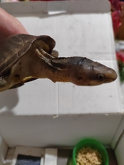 Kinosternon angustipons