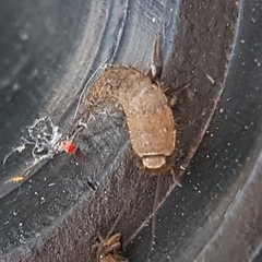 Ctenolepisma ciliatum