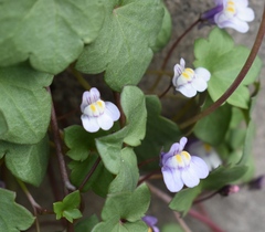 Cymbalaria muralis muralis