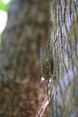 Phricta spinosa