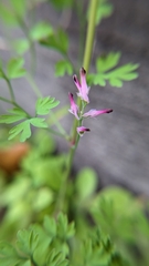 Fumaria muralis