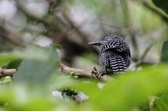 Thamnophilus multistriatus