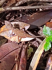 Anolis tropidolepis