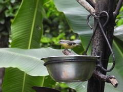 Coereba flaveola