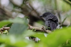 Thamnophilus multistriatus