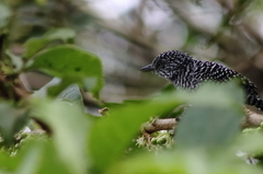 Thamnophilus multistriatus