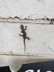 Cyrtopodion scabrum