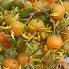 Pereskia aculeata