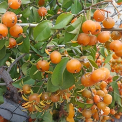Pereskia aculeata