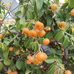 Pereskia aculeata