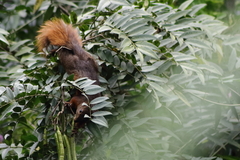 Sciurus granatensis